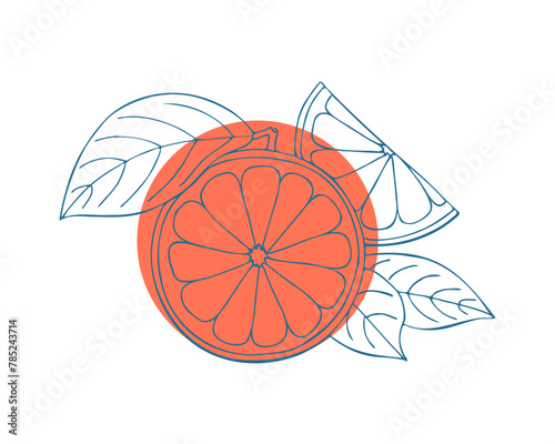 Grapefruit blue stilyzed hand drawing sketch on red circle, white background. Label, emblem, logo, icon. photo