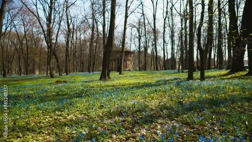 Woodland scene with blue flowers and treecovered background photo