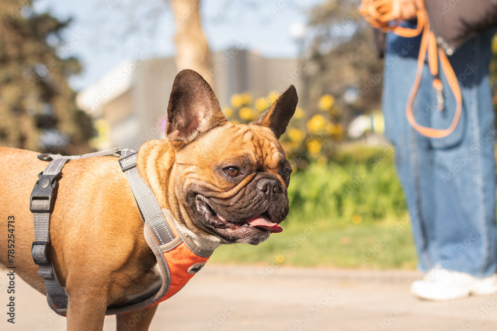 French bulldog in park with owner in background