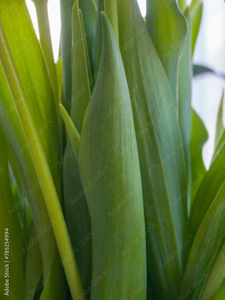 Close-up of green tulip stems Close-up of green tulip stems