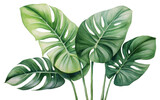 PNG Plant tropics leaf white background
