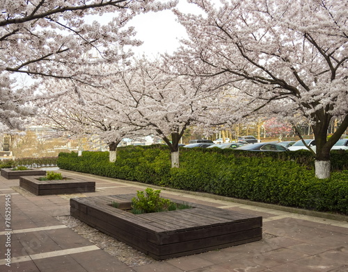 Fototapeta Naklejka Na Ścianę i Meble -  Spring time in Qingdao. Sakura blossom. Landscape of ZhongShan Park.