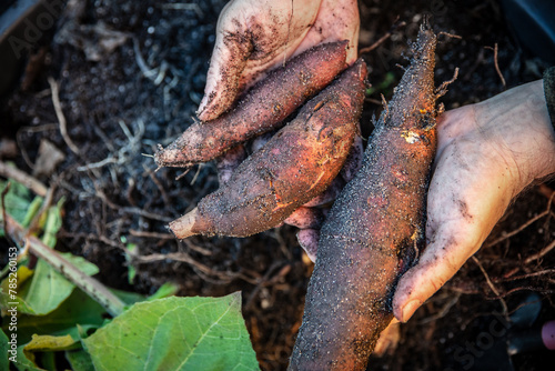 Fresh healthy yacon tubers or roots are harvested photo