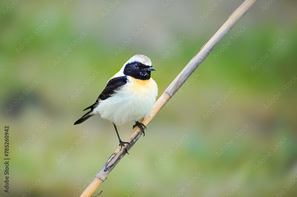 Fototapeta premium great spotted woodpecker