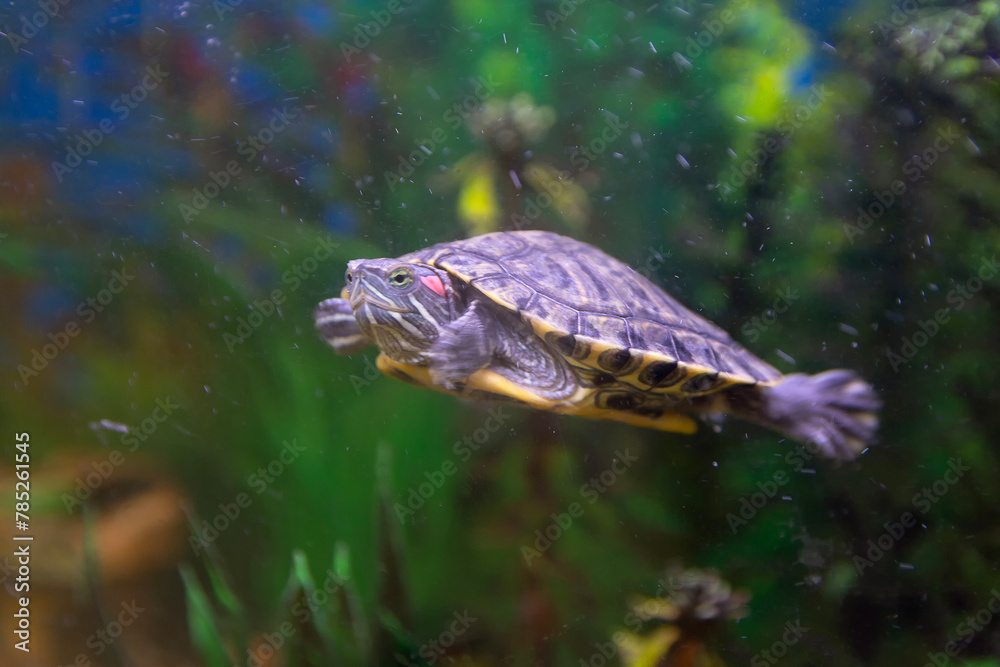 Obraz premium A small turtle floats in a home aquarium