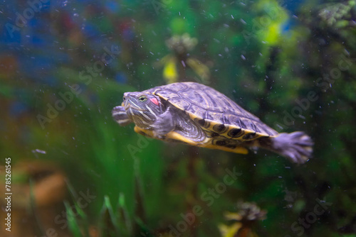 A small turtle floats in a home aquarium