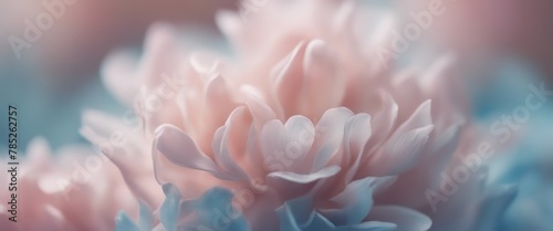 Extreme close-up of delicate flower petals  pale rose pinks and subtle azure blues