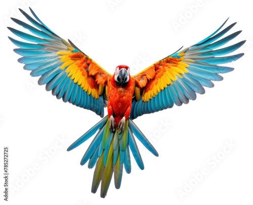 PNG Animal parrot macaw bird © Rawpixel.com