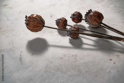 Photography bunch of opium poppies on white background, high addictive illegal plants