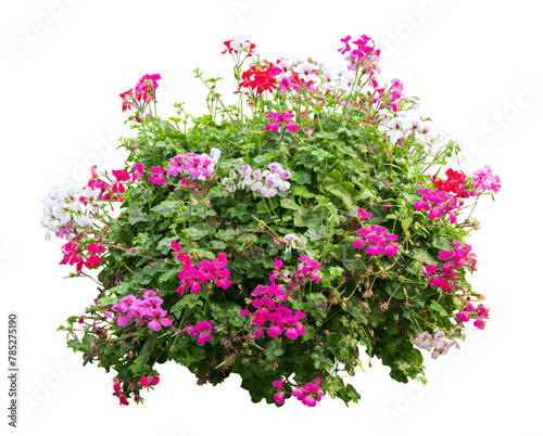 Tropical plant fence bush shrub surfinia pink tree isolated on white background with clipping path.	
