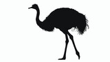 Silhouette of a little ostrich walking and tall Flat
