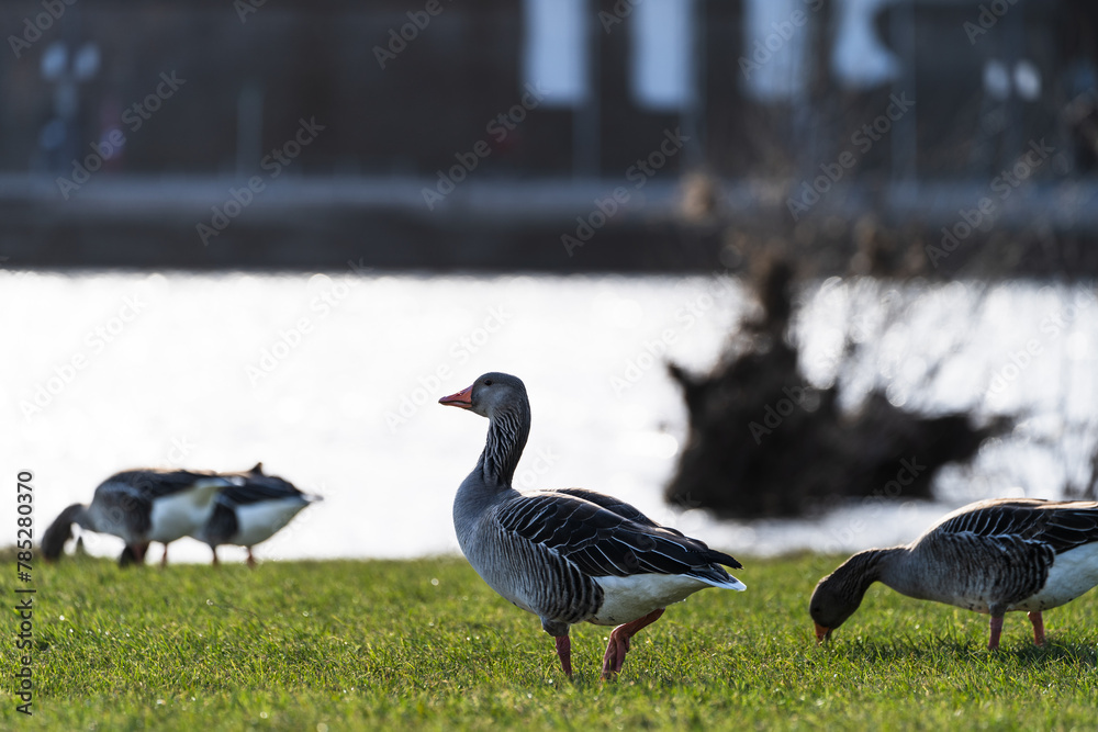 Greylag geese on the banks of the Elbe in Dresden, Germany Greylag geese on the banks of the Elbe in Dresden, Germany