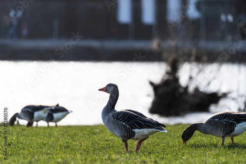 Greylag geese on the banks of the Elbe in Dresden, Germany photo