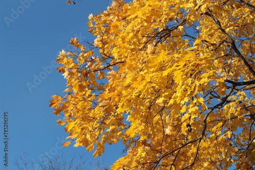 Yellow and orange maple leaves in autumn season with blue sky background, taken from Riga Latvia.Stock photo