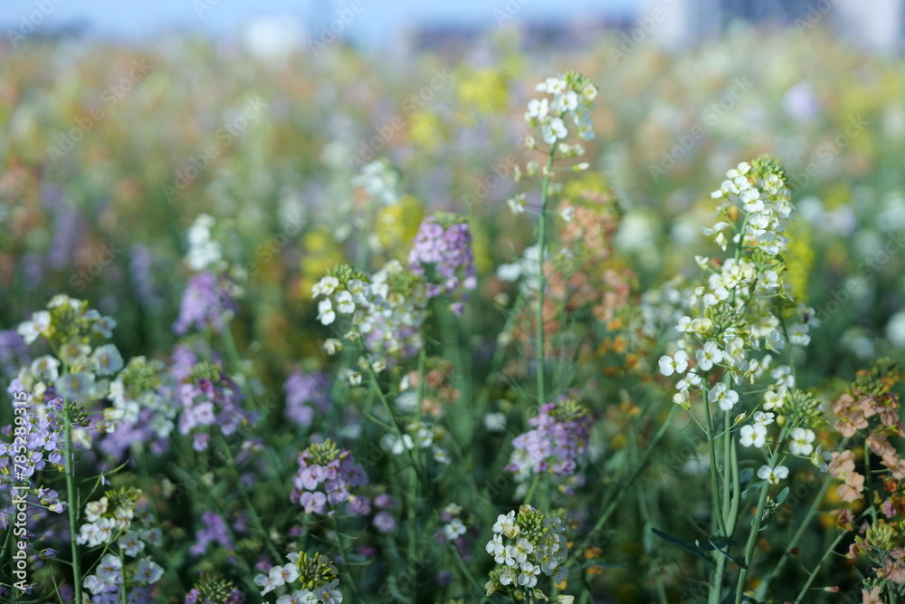 Romantic flower sea, rapeseed flowers, blue sky, yellow flowers, natural landscape, outdoor wedding, outdoor activities, meditation place,pink flowers,spring green,colorful Romantic flower sea, rapeseed flowers, blue sky, yellow flowers, natural landscape, outdoor wedding, outdoor activities, meditation place,pink flowers,spring green,colorful