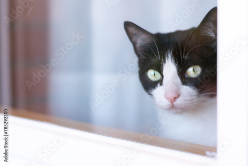 Foto Black and white cat looking through the window