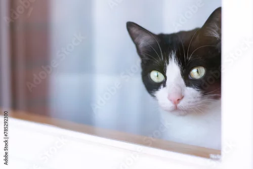 Fototapeta Black and white cat looking through the window