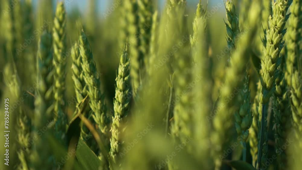 Young green ears of wheat close up. Wheat field grows for bread. Traditional farming. Farmland, farm, countryside landscape