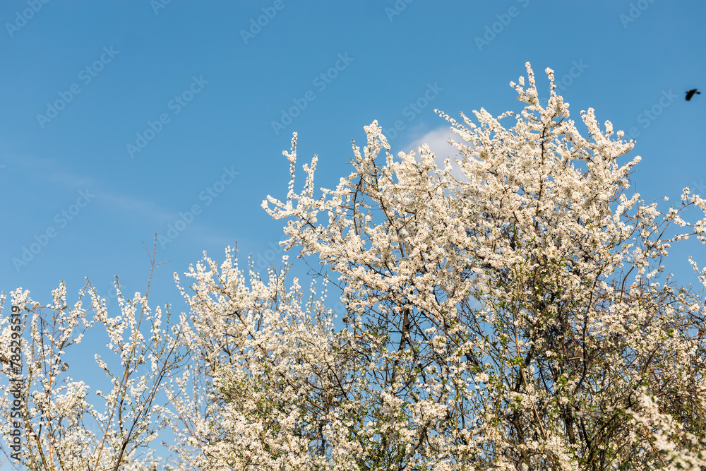 Cherry or apple tree blossoms over blurred nature background. Spring flowers and blue sky.