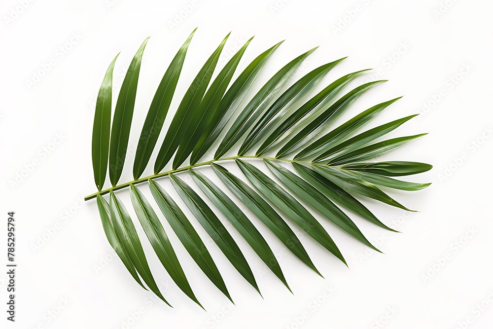Fototapeta premium summer green tropical palm tree leaf isolated on white background, cut out floral element for design