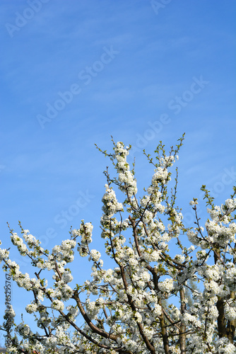 Sweet cherry branch with flowers