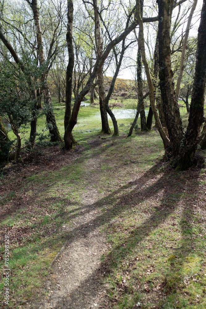 Fototapeta premium Walking Through The New Forest Countryside in the UK on a Woodland Path With Wild Horses
