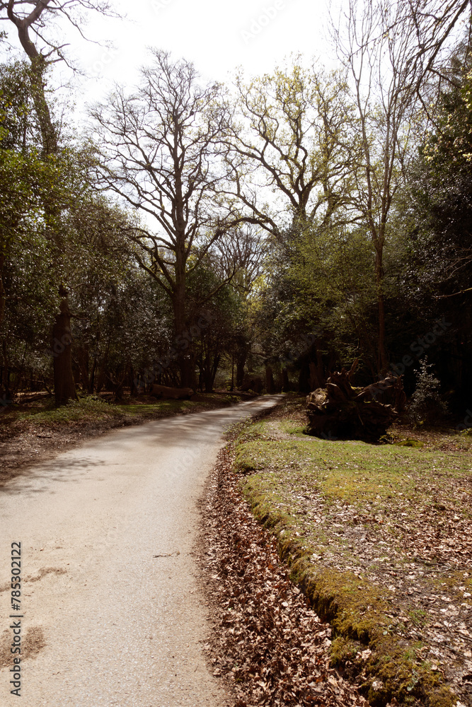 Walking Through The New Forest Countryside in the UK on a Woodland Path With Wild Horses