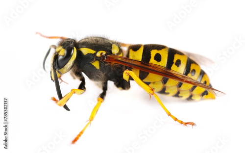 Common wasp, Vespula vulgaris, European wasp isolated on white, side view
