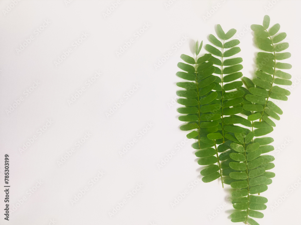 photography of tamarind leaves on an isolated white background photography of tamarind leaves on an isolated white background
