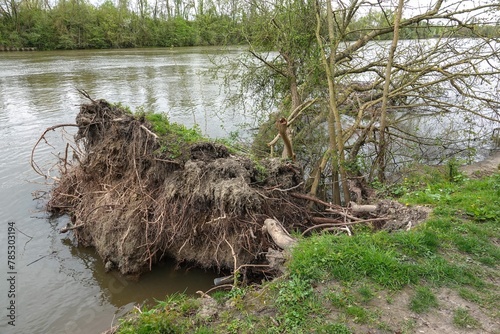 Un arbre déraciné le long d'une berge d'une rivière