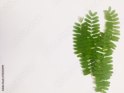 photography of tamarind leaves on an isolated white background