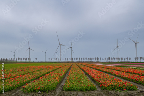 Tulip fields in April. Wind turbines produce green energy. Spring in the Netherlands, the famous Dutch tulip fields. Colourful tulips.