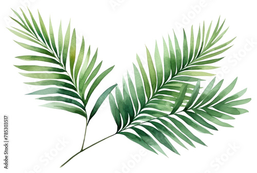 PNG Plant leaf tree fern photo