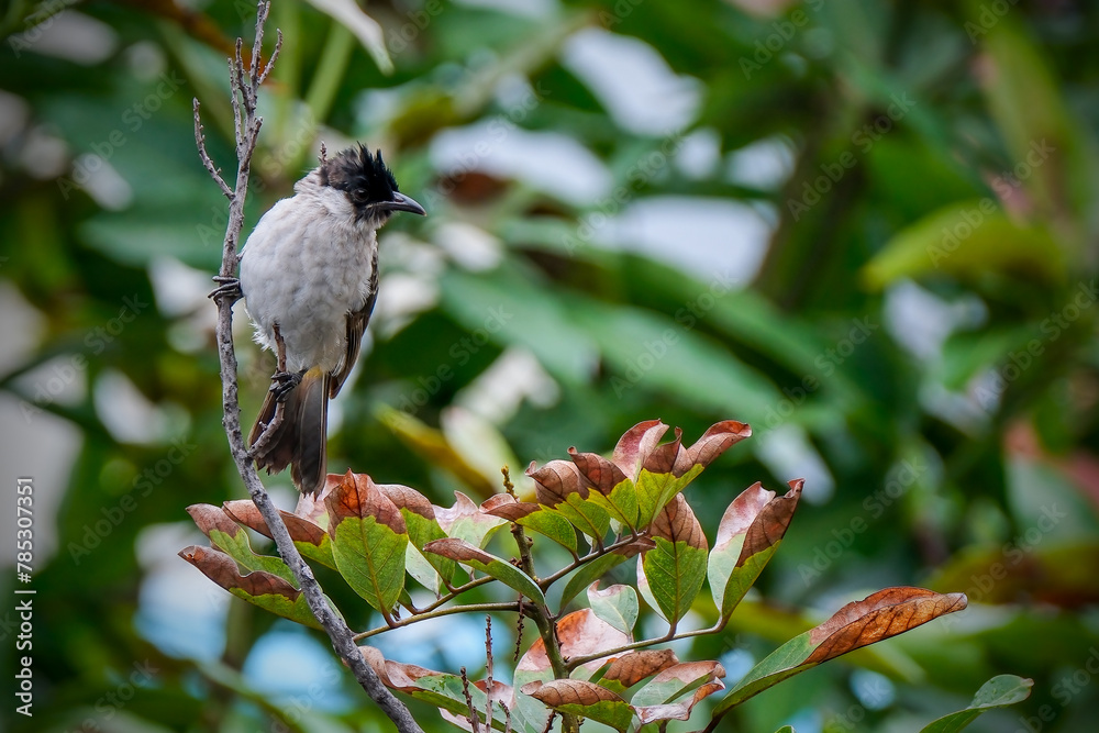 Obraz premium bird on the branch