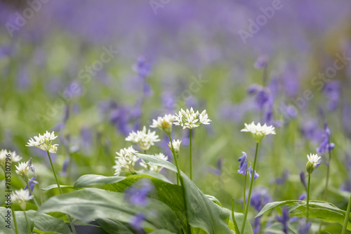 Wild garlic blooming in woodland, with an abundance of bluebells behind