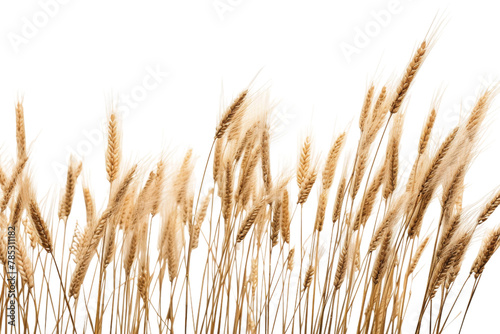 Whispers of Nature: Tall Grass Dancing With the Wind. On a White or Clear Surface PNG Transparent Background.