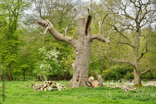 Foto Freshly trimmed Oak tree in English woodland.