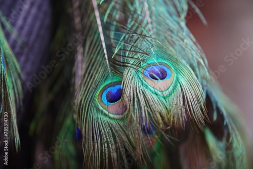 closeup photo of peacock feathers