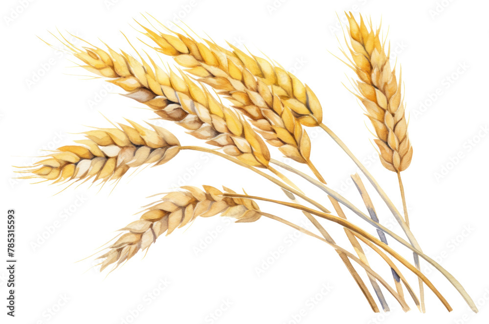 Fototapeta premium PNG Wheat plant food agriculture.