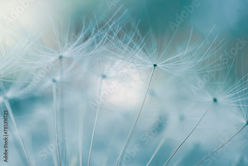Romantic dandelion seed in springtime  blue background