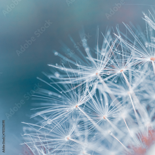 Romantic dandelion seed in springtime  blue background