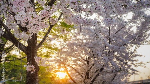 Orange sunlight and cherry blossoms at sunset.