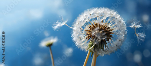dandelions on blue background HD 8K wallpaper Stock Photographic Image ai generative..