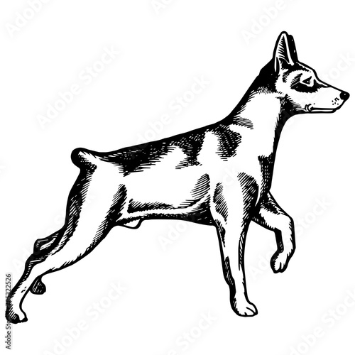 Pinscher dog animal engraving PNG illustration. Scratch board style imitation. Black and white hand drawn image. photo