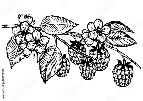 Raspberries branch engraving PNG illustration. Scratch board style imitation. Hand drawn image.