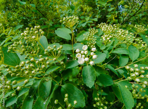 Green bush with clusters of white inflorescences. Crataegus crus-galli. Fragrant flowers, drought tolerant. Spring buds. The beginning of flowering. Cockspur horn Dwarf Hawthorn Hog Apple Newcastle. photo