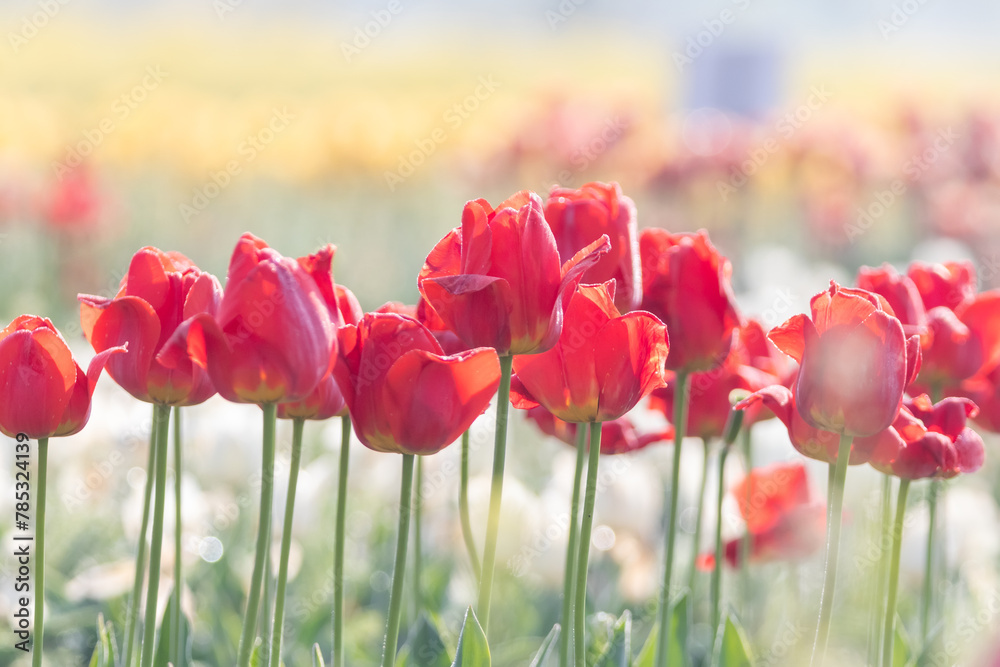 Fototapeta premium a view of a tulip-flowered garden