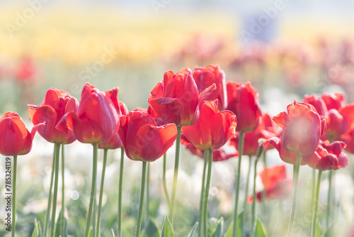 a view of a tulip-flowered garden