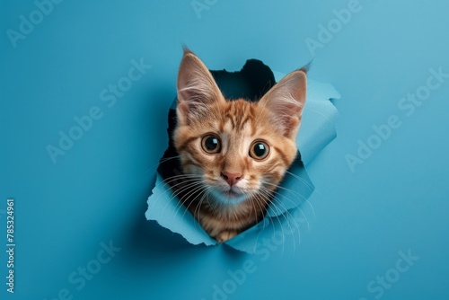 A playful ginger cat peeking curiously through a torn blue paper wall, creating a striking image with its bright eyes and mischievous expression, perfect for pet-related content and advertising
