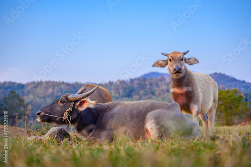 herd of asian water buffalo on grass field